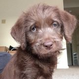 House and Pet Sitter/