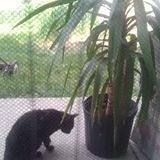 The Cat Woman