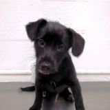 Great Cat and Dog Sitting Professional in Auburn, New York