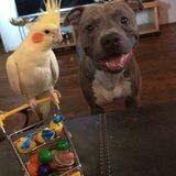 Please give me a call so we can discuss... Dog lover/owner Careful Pet Sitter Available Immediately