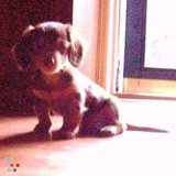 Loving And Caring Animal Sitter, Walker, Daycare, Or Whatever Needed :)