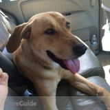 Dog Boarding Needed. Needed To Take Care Of My Dog About 8 Days A Month Contact Me For More Info