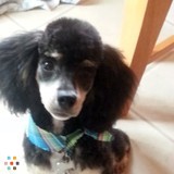 Going on vacation without pets. Call me!