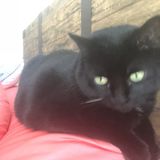 Looking for Cat Caregiver