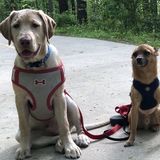 Skillful Pet Carer in Dunwoody