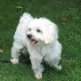 Trustworthy Pet Care Provider in Clifton, New Jersey and sorounding areas (including Hoboken, Jersey City and Ridgewood)