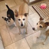 Available: Honest Pet Sitting Professional Dog Walker, Animal Care in Aliso Viejo, California