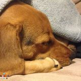 Cozy Critters Pet Services