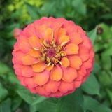 A Creative Green Thumb Here To Help Turn Your Dreams Into Reality
