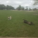 Round Lake Beach, Illinois Proffesional Pet Care