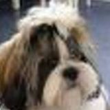 Looking for Knowledgeable Pet Sitting in Montreal