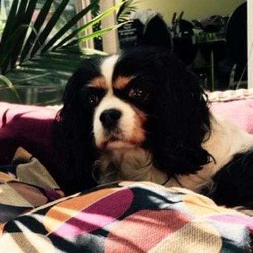Pet Care Provider Linda B's Profile Picture