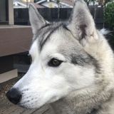 Husky fans...Caretaker needed for this special Siberian husky!
