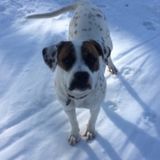 Dog walker, pet sitter