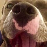 Pet and House Sitter