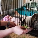 Rabbit sitter needed in February