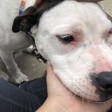 Orland Park Pet Sitter Available For Job Opportunities