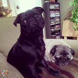 New to this but need a sitter or place to keep my 2 pugs