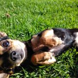 Passionate Dog Walker in Lakewood, California