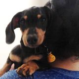 Hard Working Petsitter Available Immediately