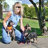 Seeking an in-house Dog Sitting Opportunity in Pompano Beach