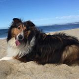 Dog Sitter/Walker