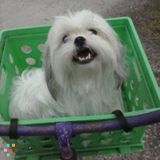 Pet Sitter