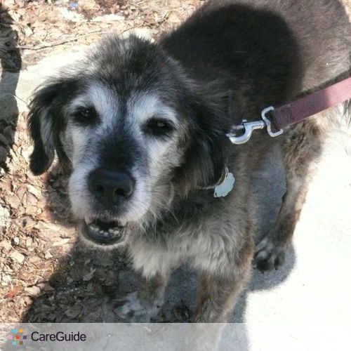 Pet Care Provider Michelle M's Profile Picture