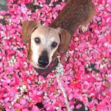 St. Petersburg House/Pet Sitter Looking For Job Opportunities