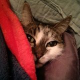 All inclusive Pet Sitter San Gabriel
