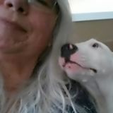 Experienced House and Pet sitter available