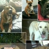 Registered vet nurse/pet sitter
