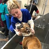 Kennel Services and Dog sitting Offered in East Hampton