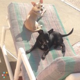 House Sitter/pet sitter