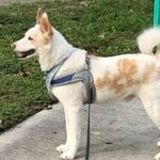North Miami Beach Pet Care Provider Interviewing For Job Opportunities in Florida