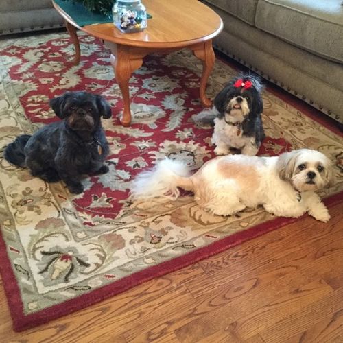Pet Care Job Karen B's Profile Picture