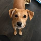 Occasional in Home Pet Sitter Needed (Short North)