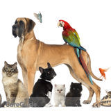 Expierenced, Trusted and Affordable Pet Sitter!
