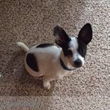 Puppy Sitter Needed