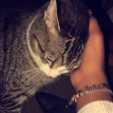 Qualified Petsitter and Babysitter in Hampton, Virginia