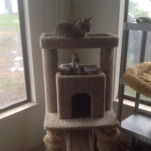 Pet Care Job Warren Rose's Profile Picture