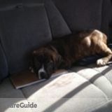 Experienced Loving Pet Sitter Available Today !