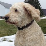 Hoping to Connect with a reliable pet sitter in Etters