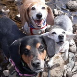 Overnight hanging with 3 dogs and 3 cats!