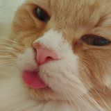 I am trustworthy perfectionist who loves animals.? I can care for any house pet and I promise your pet will love me.???????