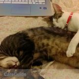 Excellent Pet Care Job Available Today