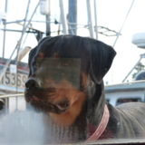 Experienced, mature, reliable pet care provider available