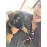 Looking For Pearland Pet Sitter Jobs