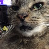 Cat care 4 Four