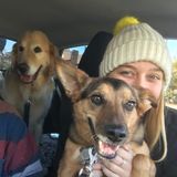 Experienced Animal Lover With Open Availability